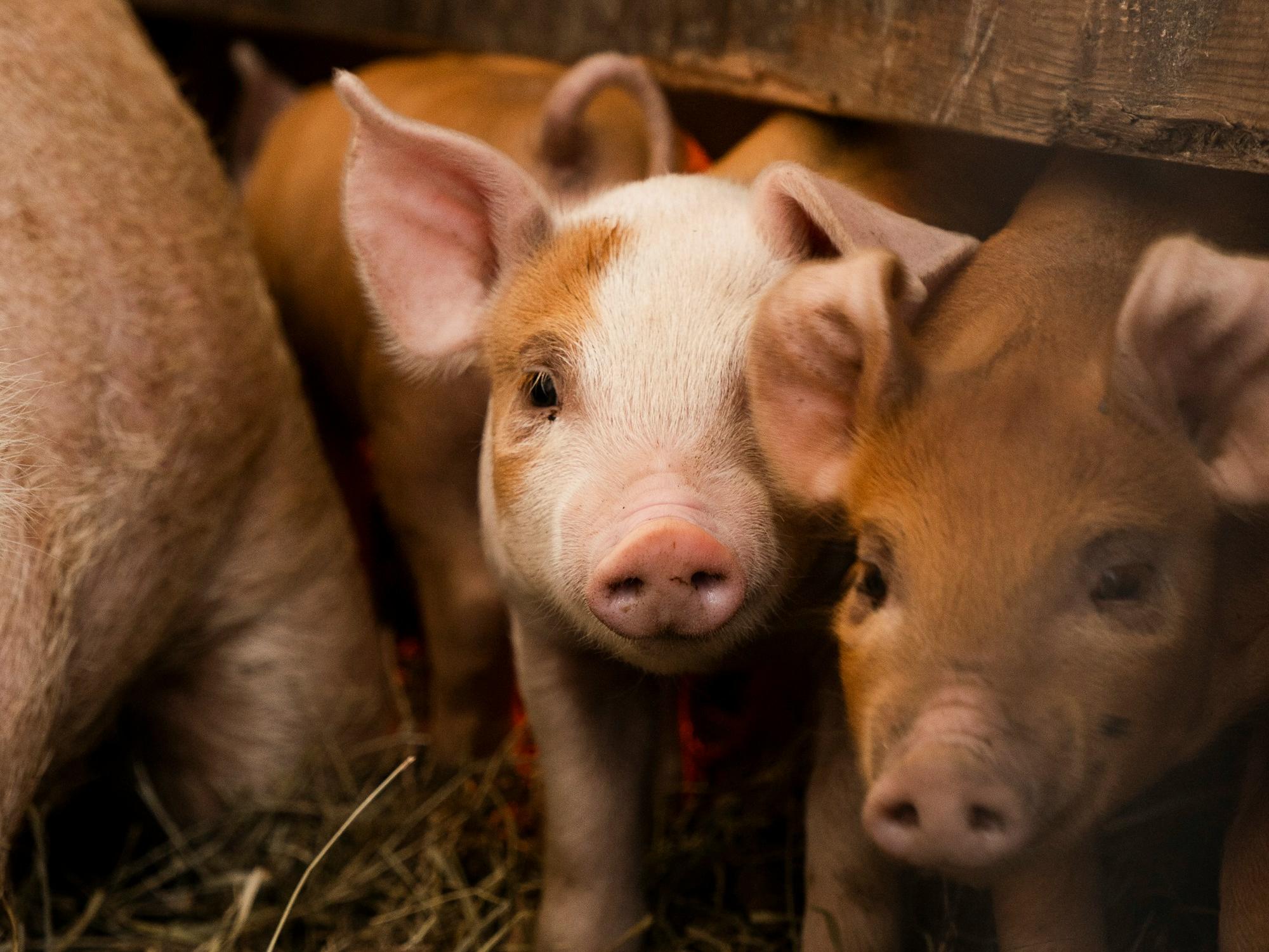 北京養(yǎng)豬學(xué)習(xí)工具軟件開發(fā)，一鍵掌握養(yǎng)豬知識