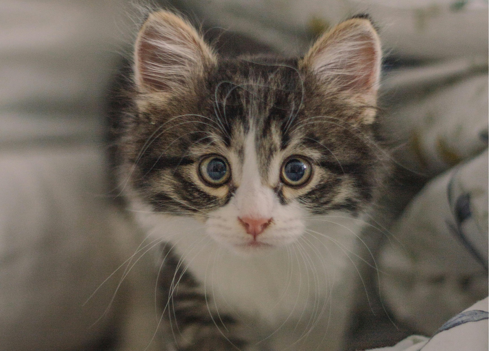 領(lǐng)養(yǎng)小程序功能介紹