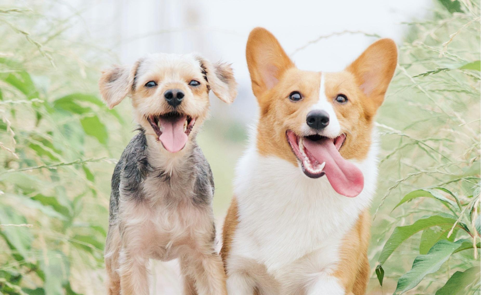 天津?qū)櫸镌诰€問診小程序開發(fā)，寵物健康有“醫(yī)”靠