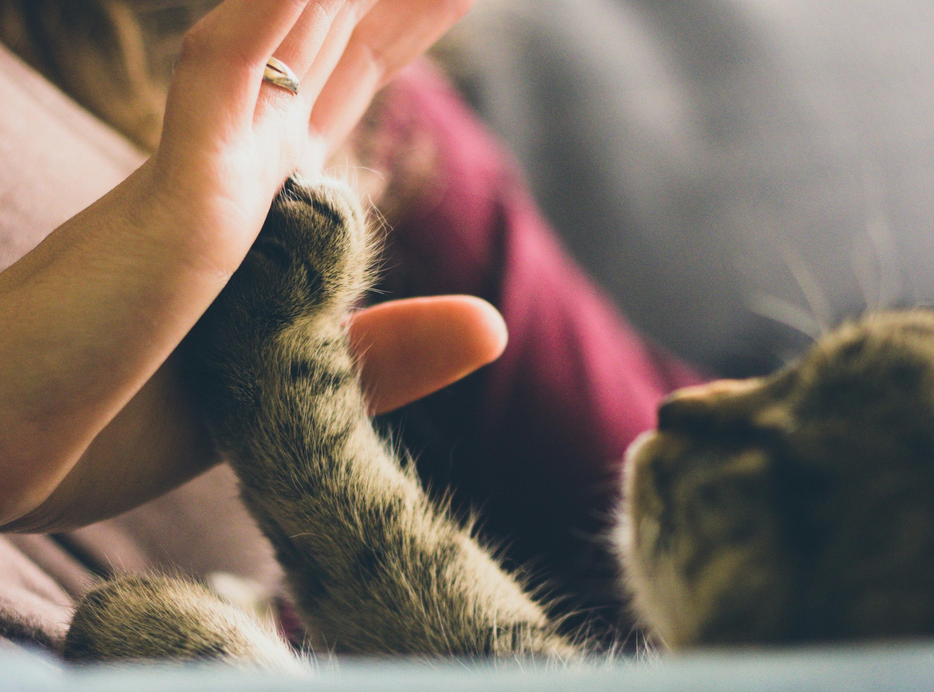 天津一站式寵物交易App開發(fā)，打造全方位交易體驗(yàn)