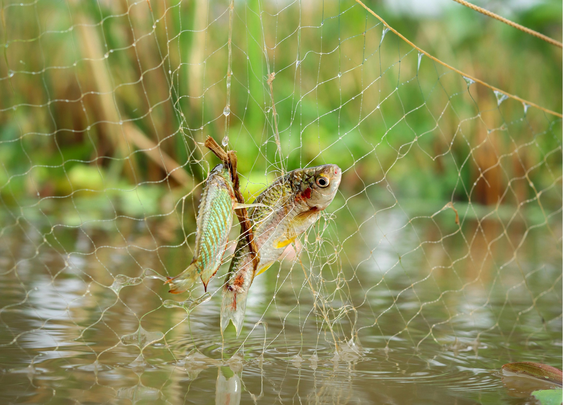 保定水產(chǎn)品信息資訊平臺App開發(fā)的功能介紹